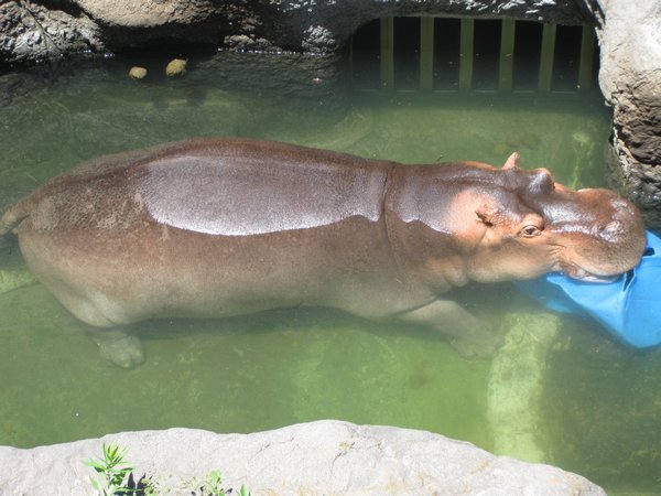 Hippo for Bob at Dickerson Park Zoo