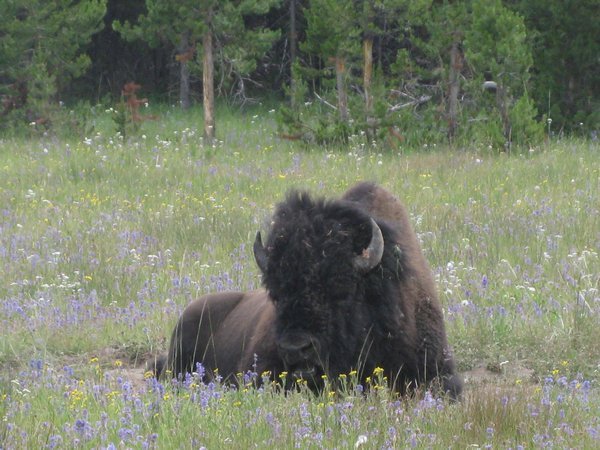 Yellowstone Wildlife
