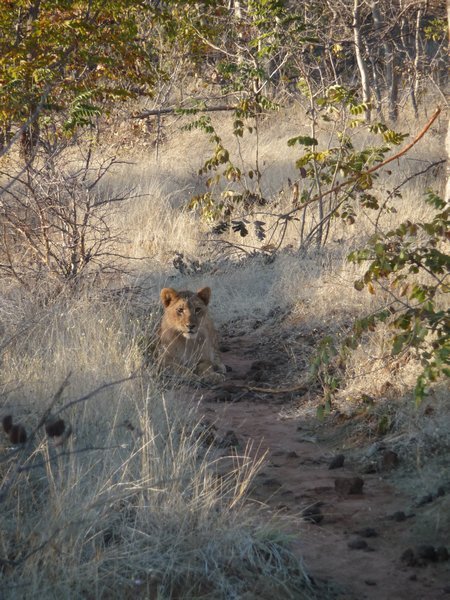 Lion walk