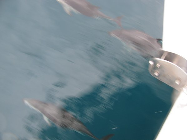 Dolphins