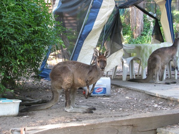 Perth Hills kangaroo