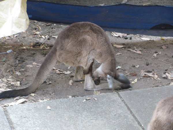 Perth Hills kangaroo