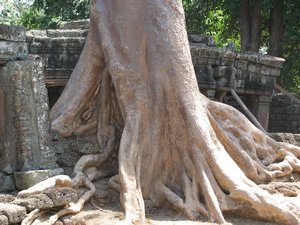 Giant tree on temple
