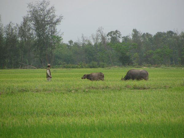 Paddy field and water buffalo