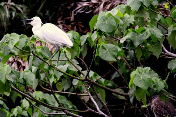 White small heron