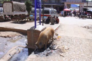 Pig cleaning the streets