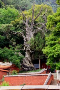 Han Tang dynasty tree