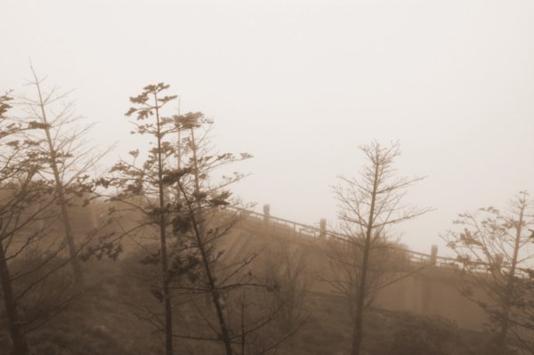 Trees in the foggy weather