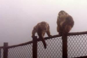 Wild monkeys of Mount Emei