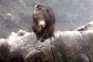 Beware of the wild monkeys of Mount Emei