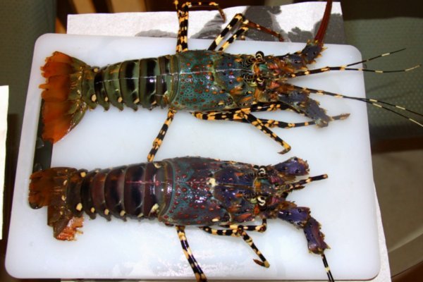 The two lobsters we bought in the harbour of Sai Kung - They are still alive