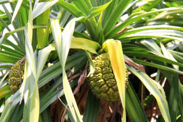 Wild pineapple