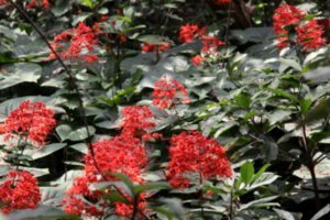 Red blooming forrest flower