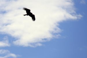 The Black kite, a local raptor