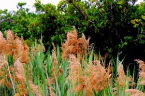 Red reed grass - these plants are used for producing a special herbal tea
