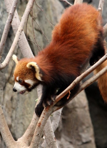 The new Red Pandas