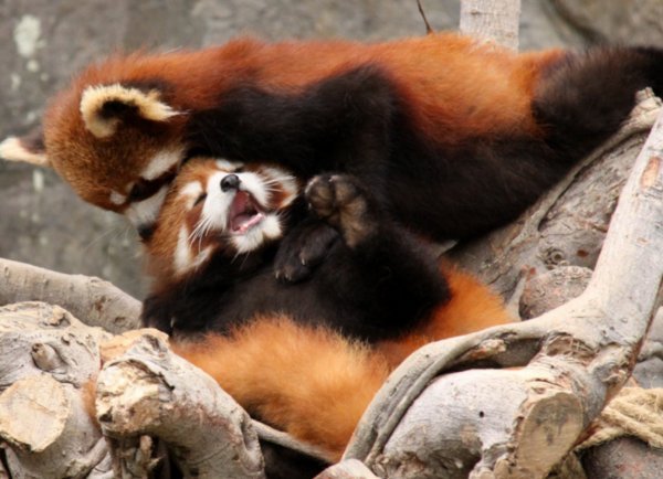 The new Red Pandas