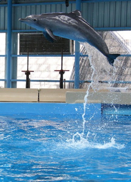 Dolphin University Ocean Park
