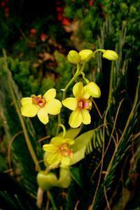 orchidee Ocean Park Aberdeen - Hong Kong Island