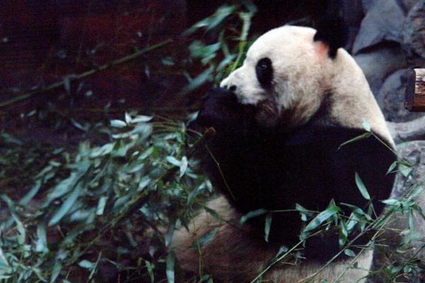 Beijing Zoo - Panda House and Aquarium