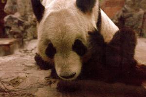 Beijing Zoo - Panda House and Aquarium