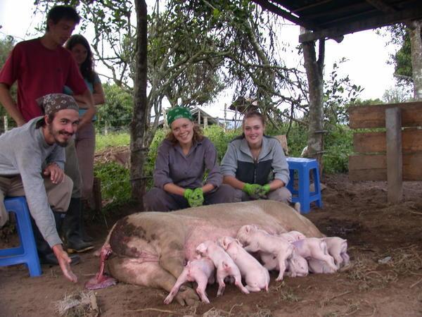 Piggy Midwives