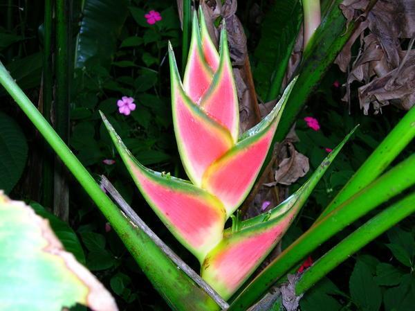Another Kind of Heliconia