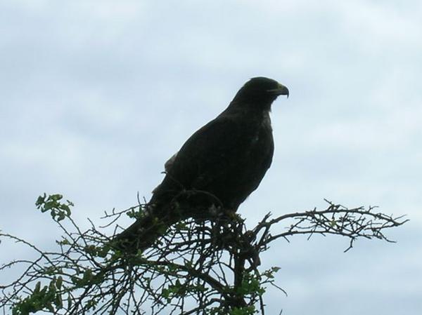 A Galapagos Hawk Surveys the Beach 