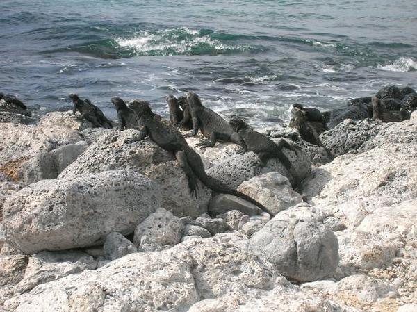 Marine Iguanas Sunbathing
