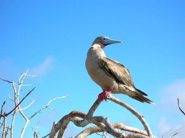 A Red-footed Booby on Genovesa