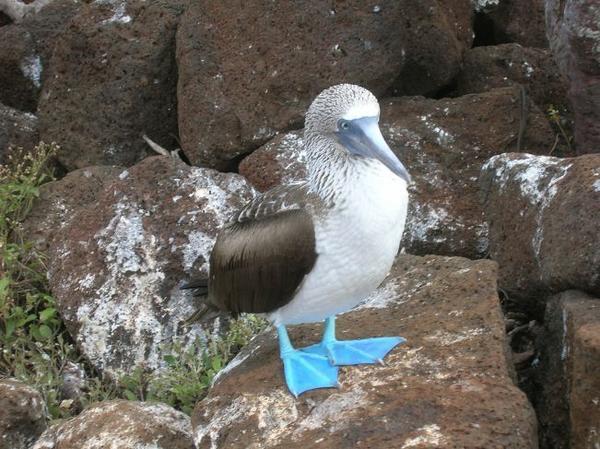 A Blue-Footed Booby on North Seymour