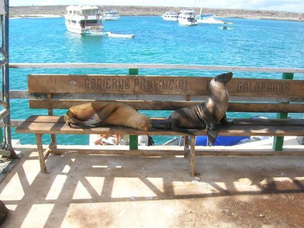 Sealions waiting for their Tour