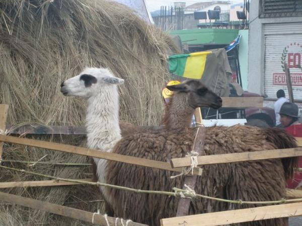 Llamas at the Machachi Fiesta