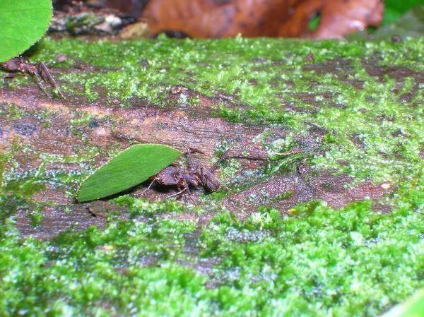 Leaf Cutter Ant On A Log