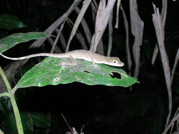 A Lizard on the Night Hike
