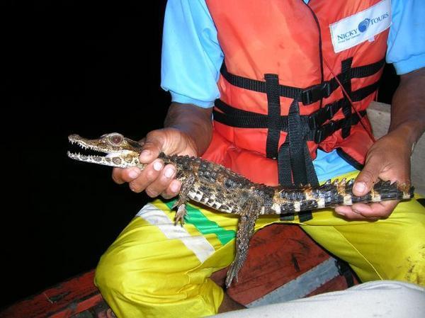 A Baby Caiman