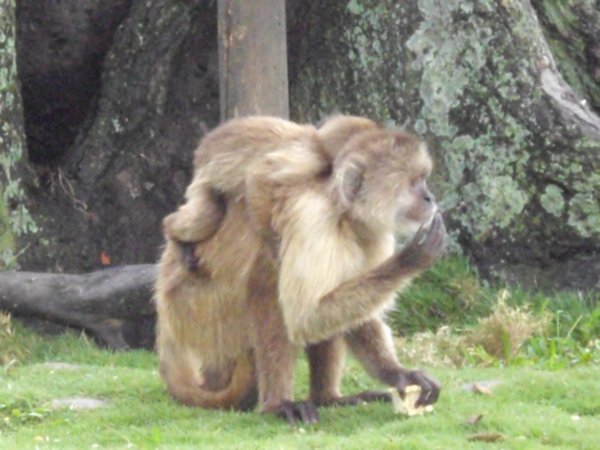 Monkeys in the Park in Caracas
