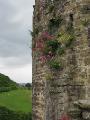 Flowers in the Castle Wall