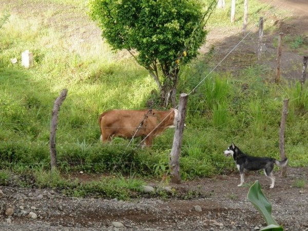 Dog meets cow.