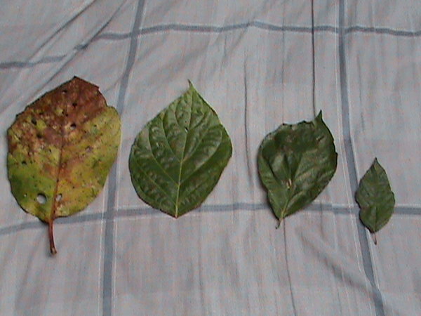 Leaves