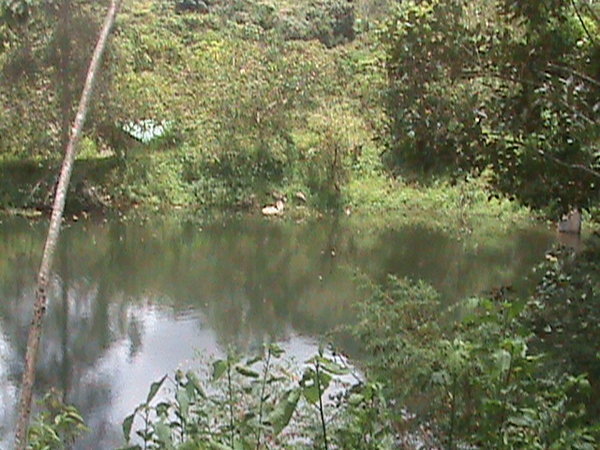 Ellen's pond