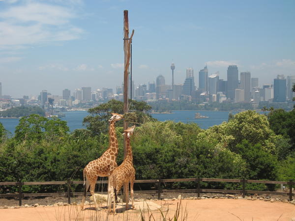 Amazing wildlife in Sydney ;-)