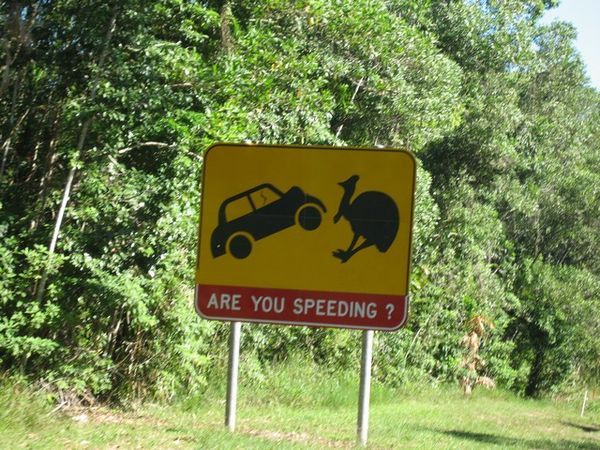 Warning! Birds nearly the size of your car crossing!
