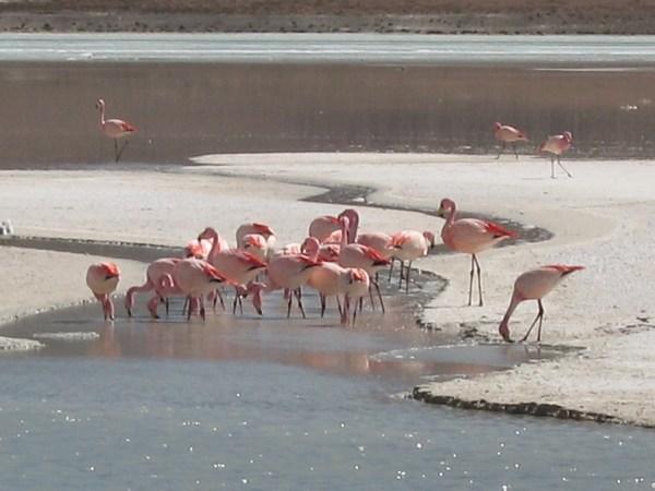 Flocks of Flamingos frequent the lakes