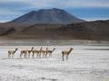 Some wild Vacuñas