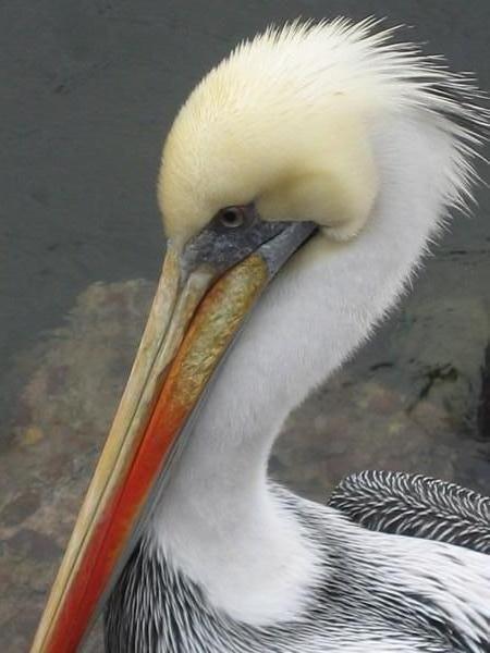 A local Pelican