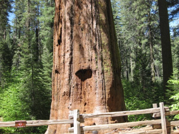 Giant Sequoia in Tulomne Grove
