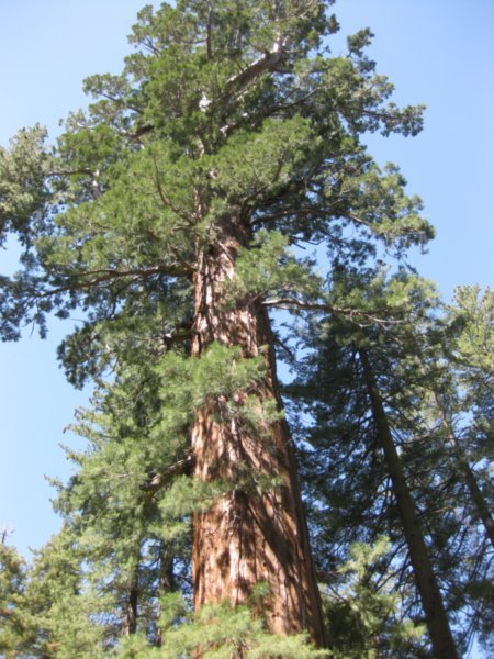 Top of Sequoia
