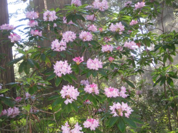 Rhododendrons in Lady Bird Johnson Grove