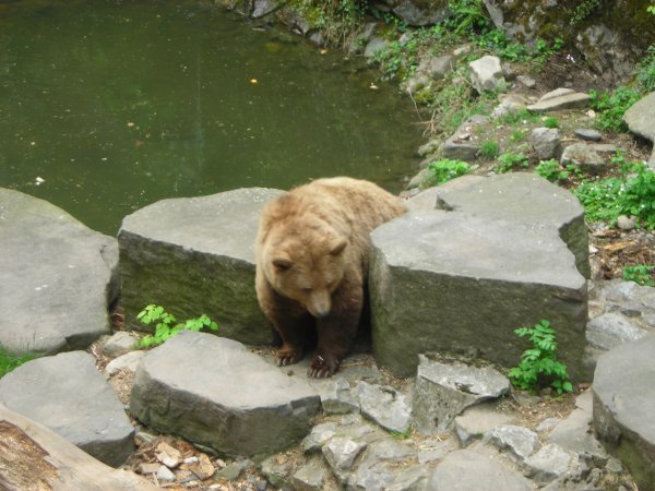 Bear Pits at Cesky Krumlov Castle